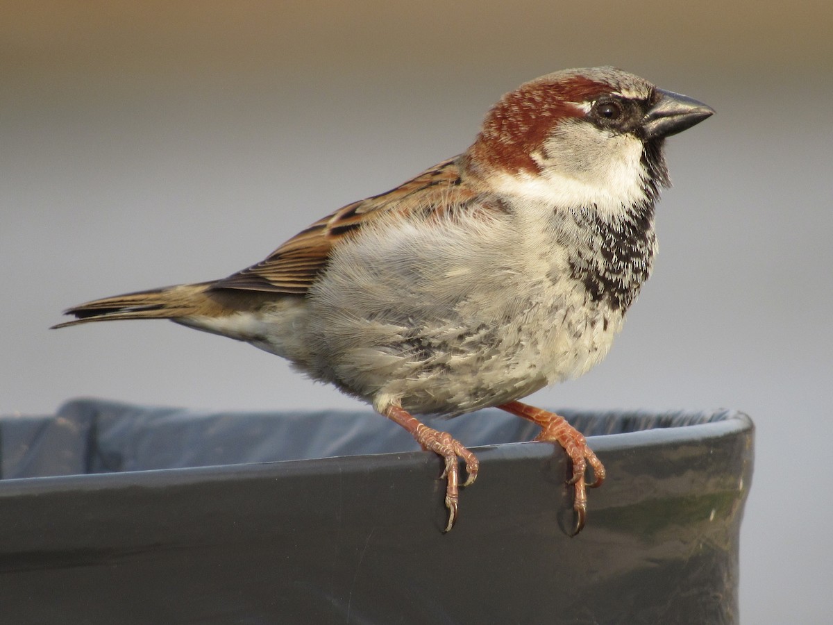 House Sparrow - ML150759331