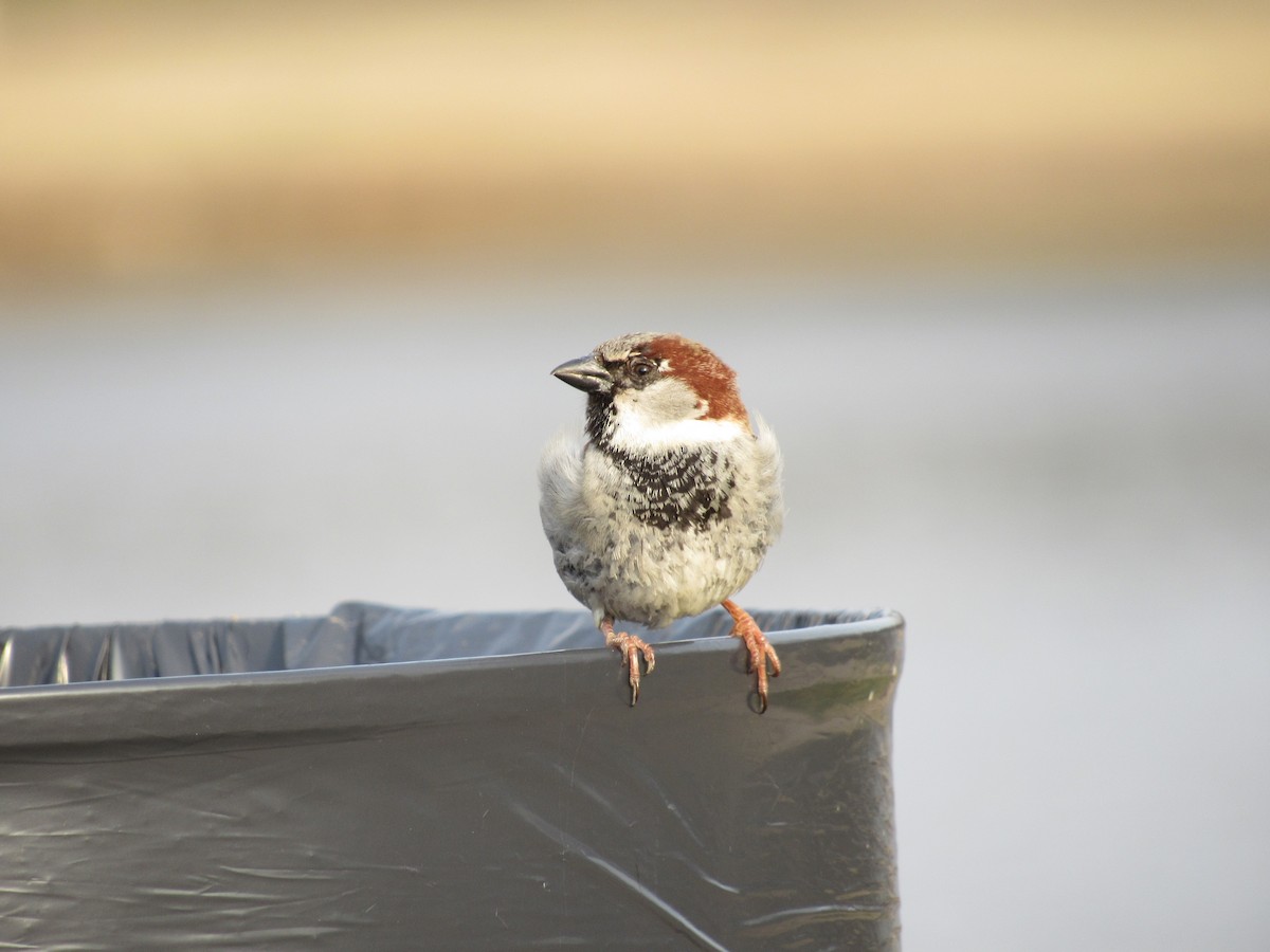 House Sparrow - ML150759411