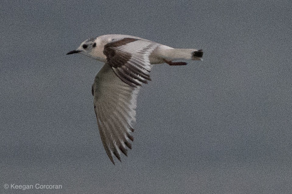 Little Gull - ML150760861