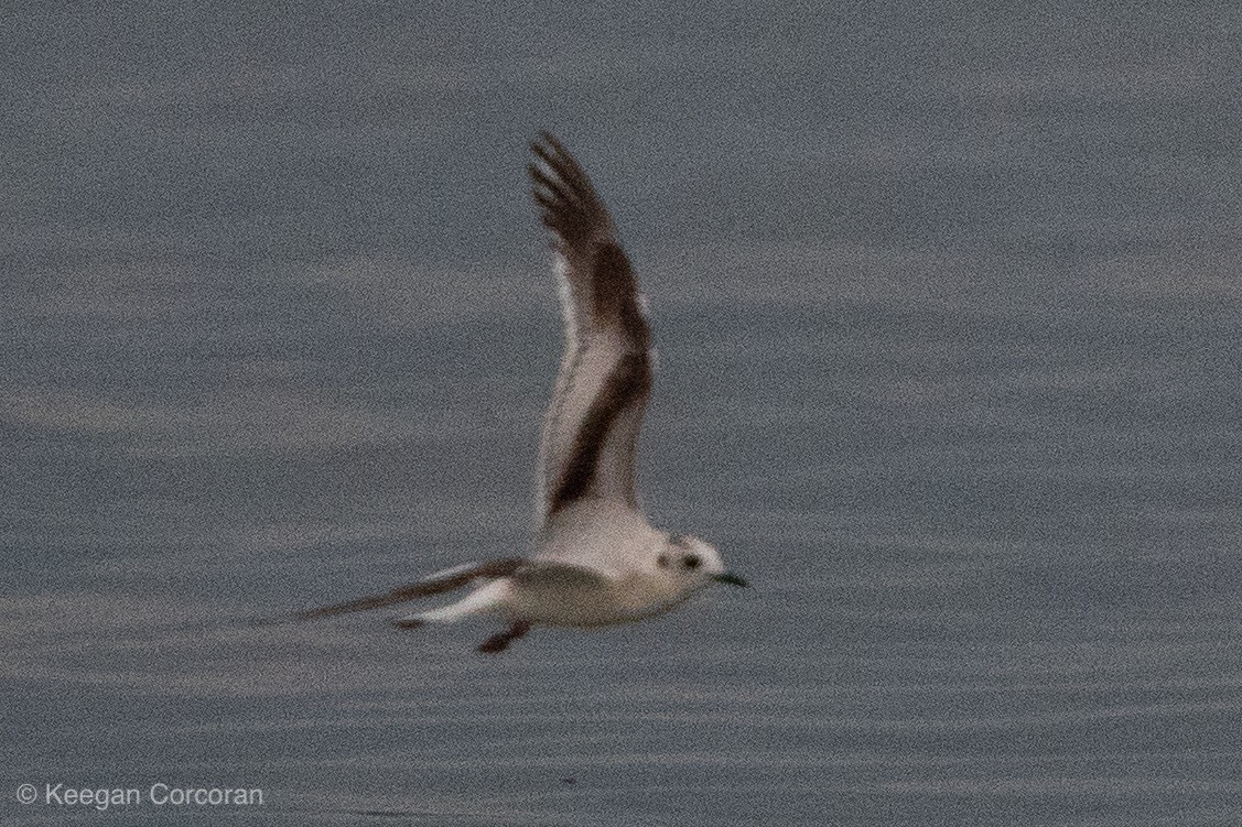 Little Gull - ML150760871