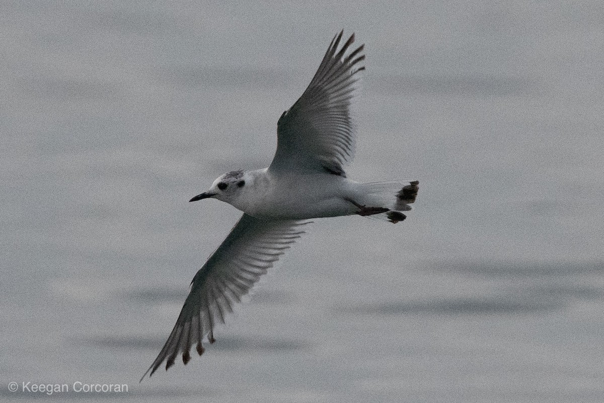 Little Gull - ML150760911