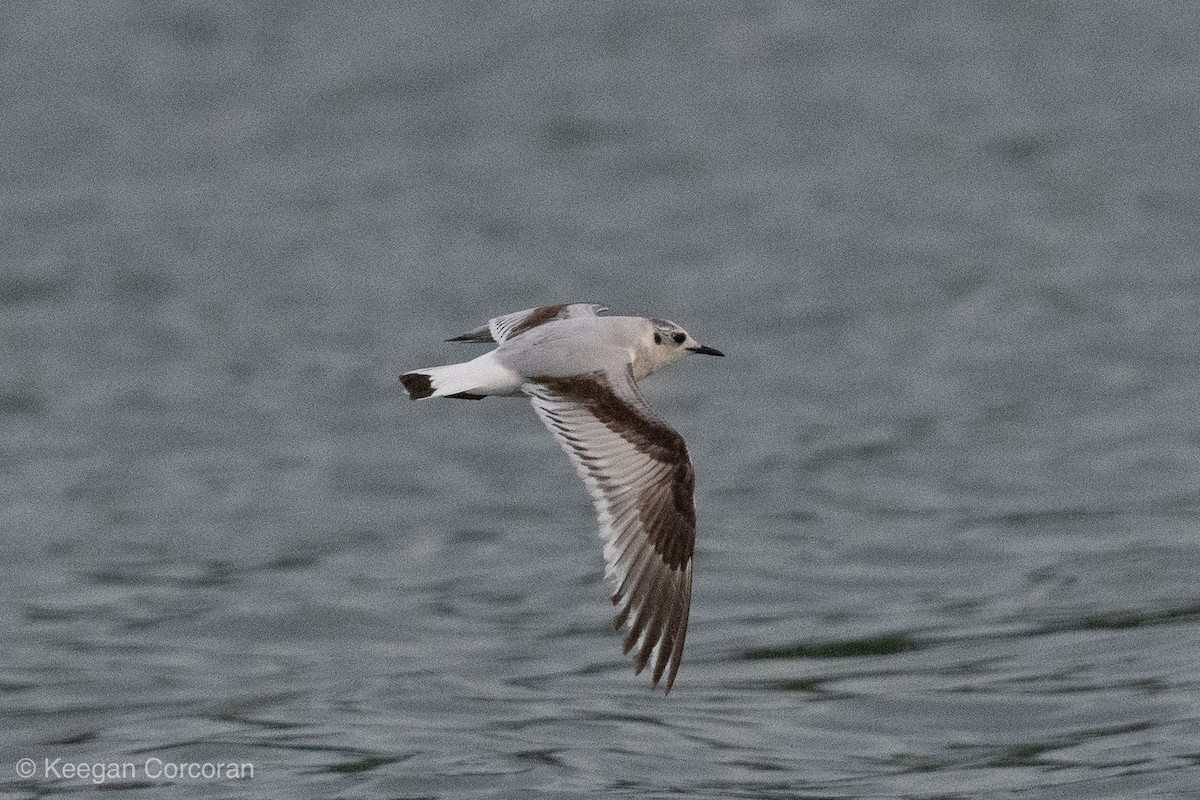 Little Gull - ML150760931