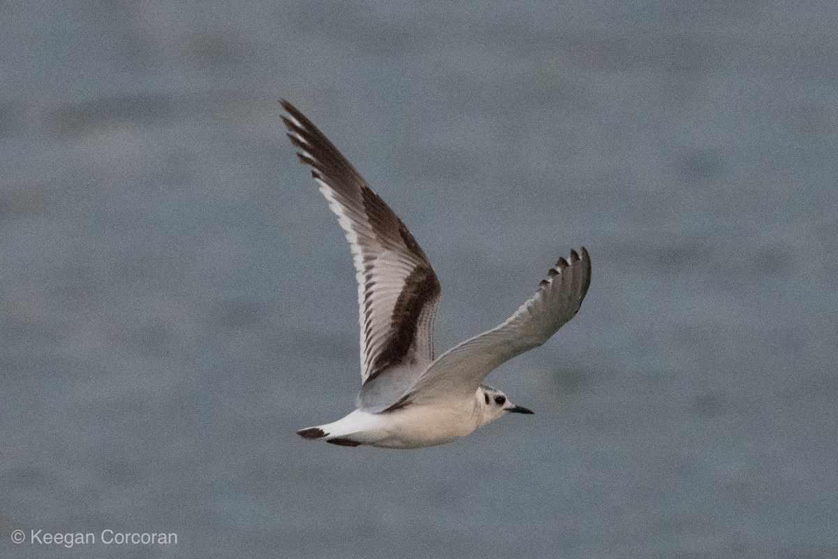 Little Gull - ML150760971