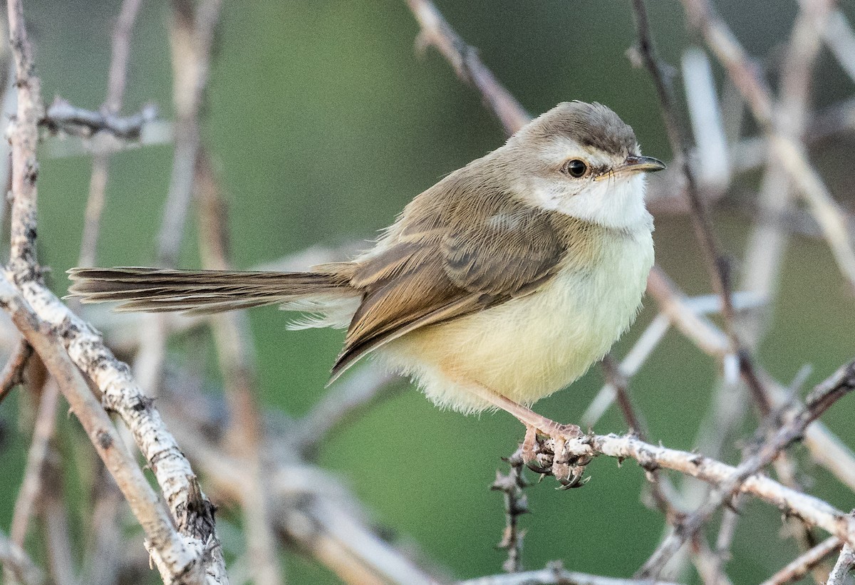 Black-chested Prinia - ML150761161
