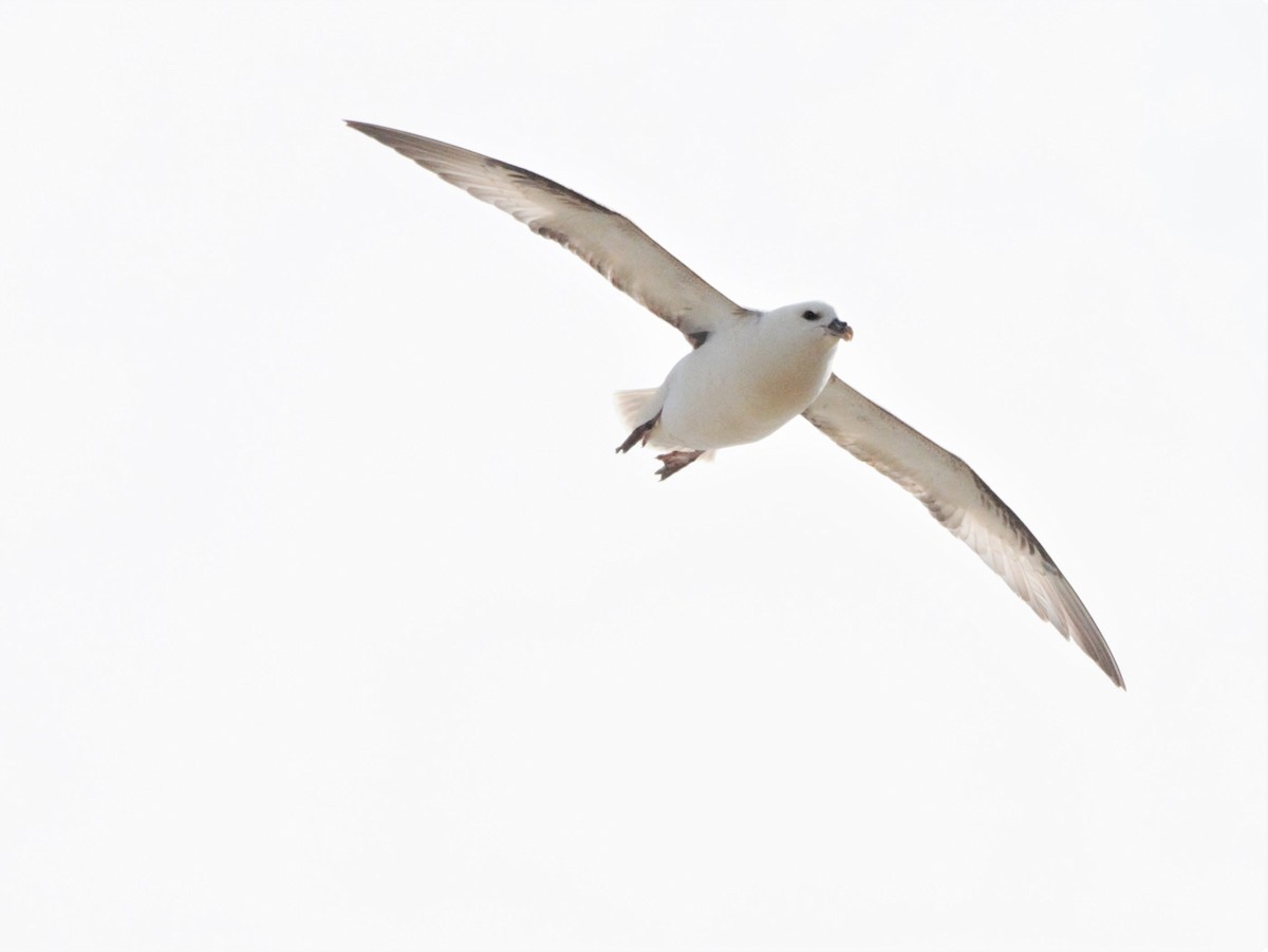 Northern Fulmar - ML150761351