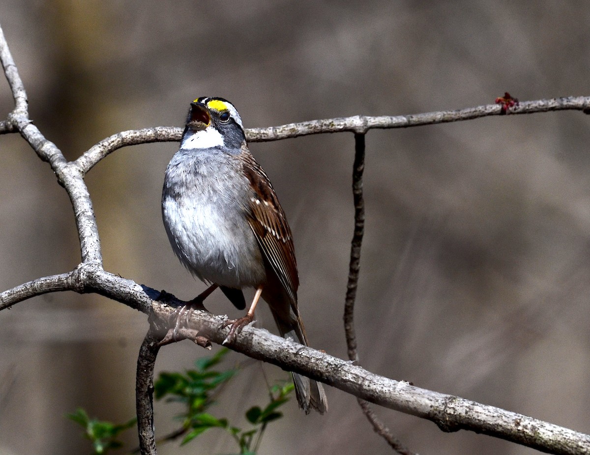 White-throated Sparrow - ML150761501