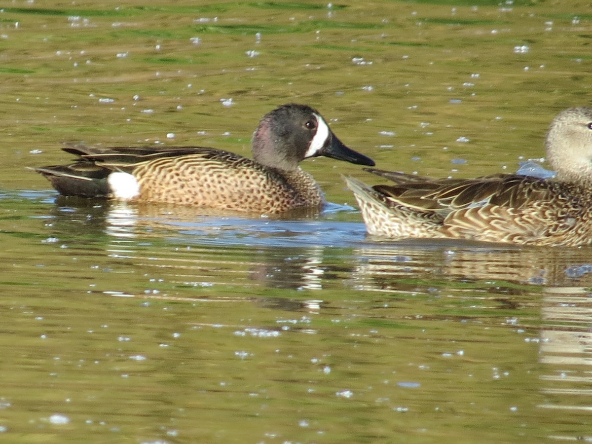 Blue-winged Teal - ML150762381