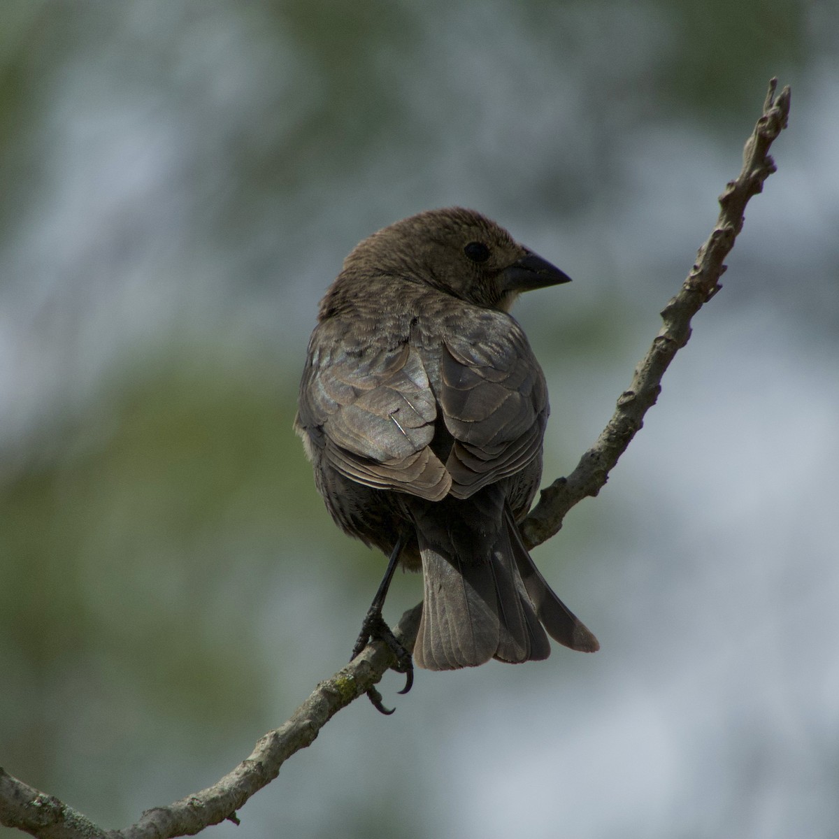 Brown-headed Cowbird - Douglass Gaking