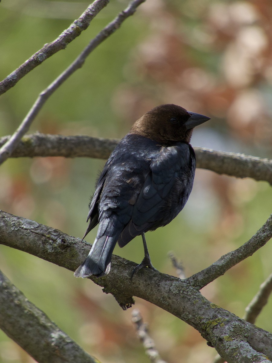 Brown-headed Cowbird - Douglass Gaking