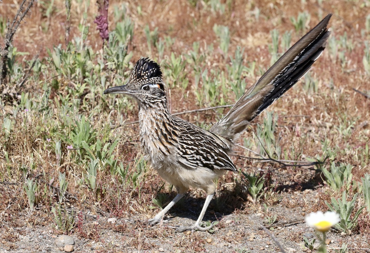 Greater Roadrunner - ML150764611