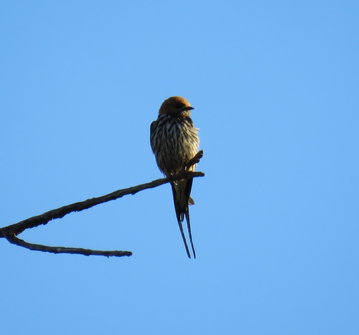 Lesser Striped Swallow - ML150769851