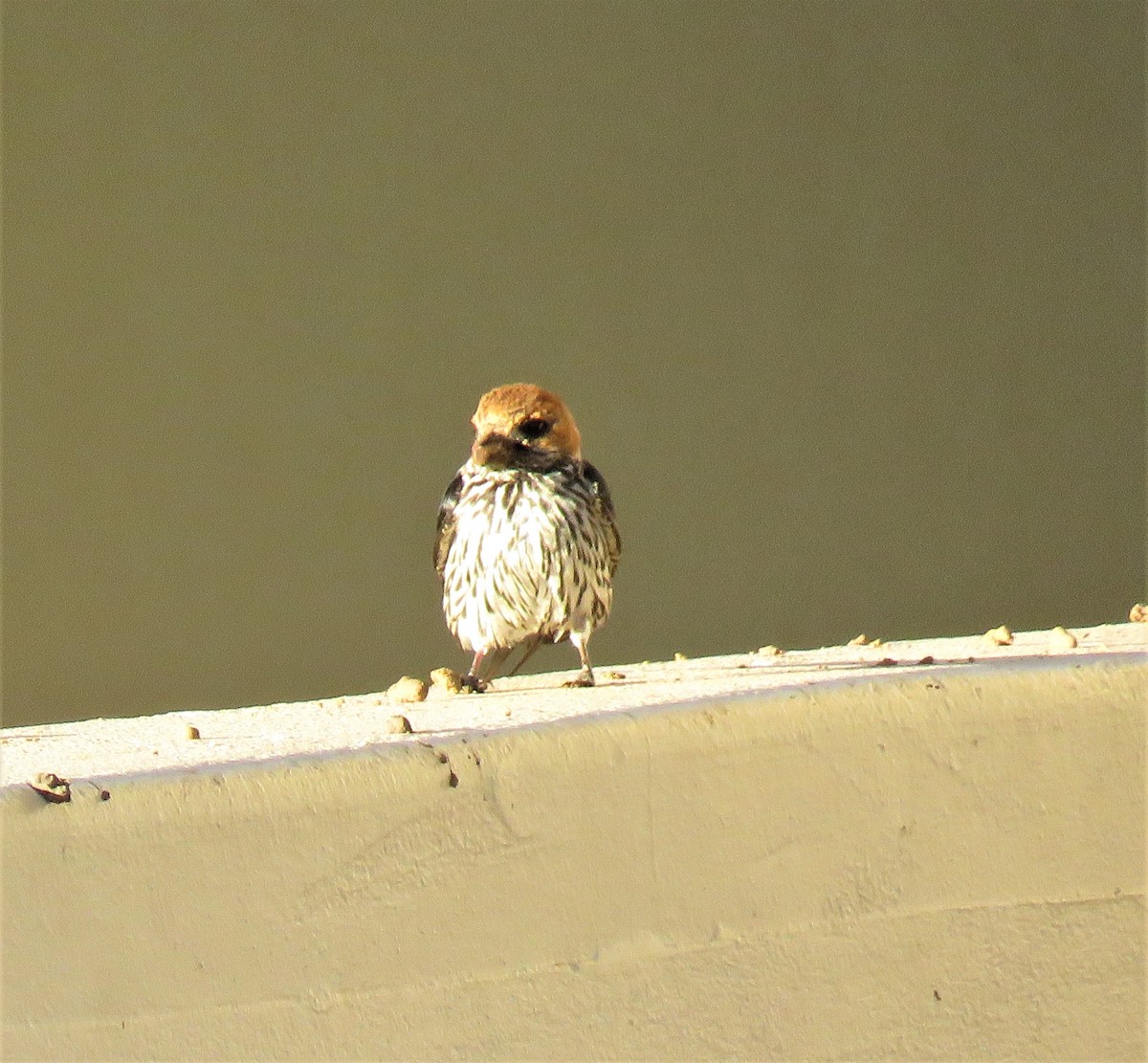 Lesser Striped Swallow - ML150769911