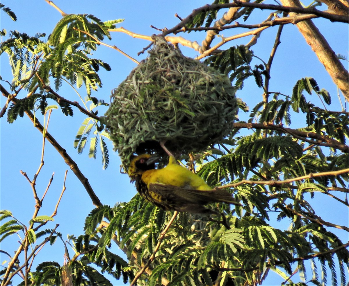 Village Weaver - ML150770351