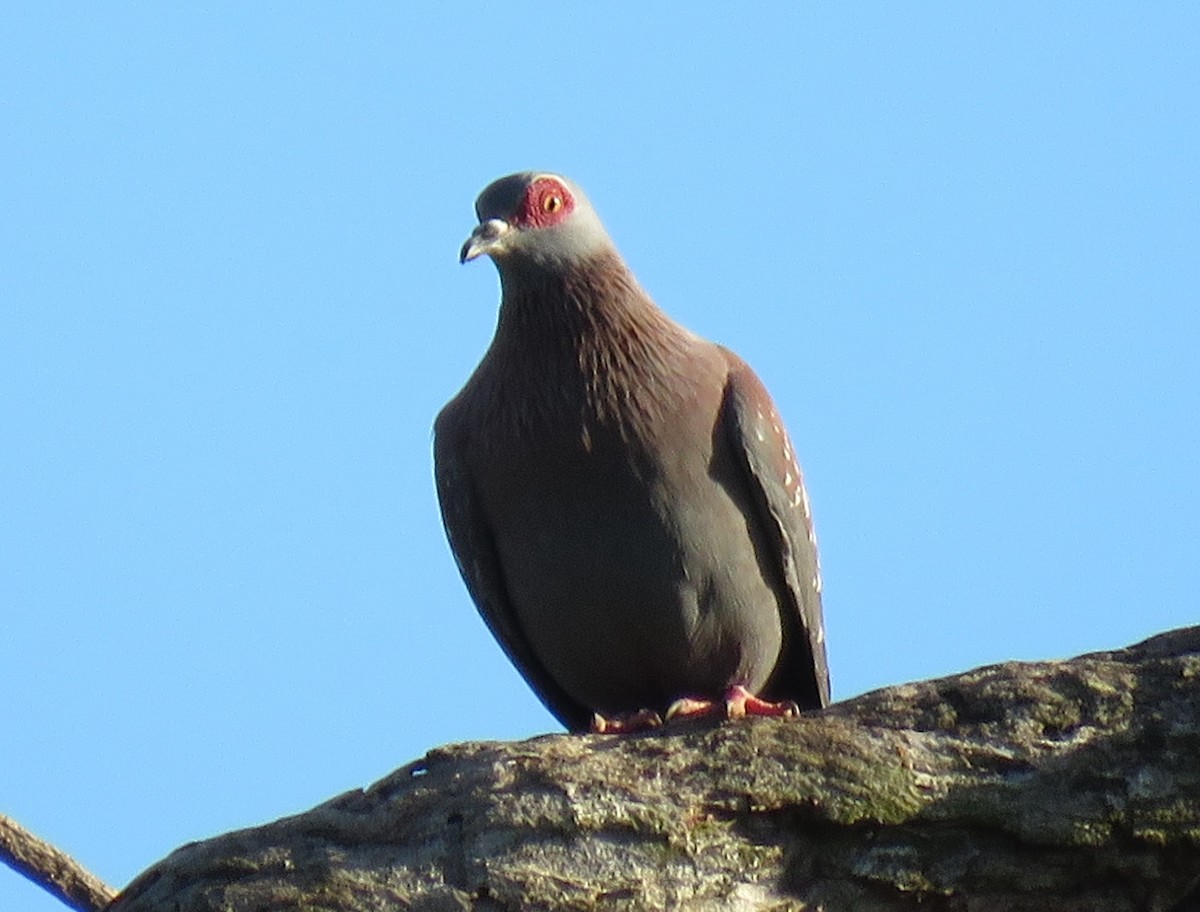 Pigeon roussard - ML150771221