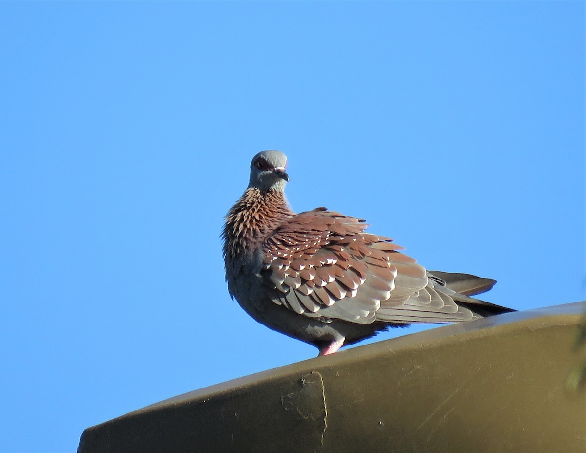 Pigeon roussard - ML150771251