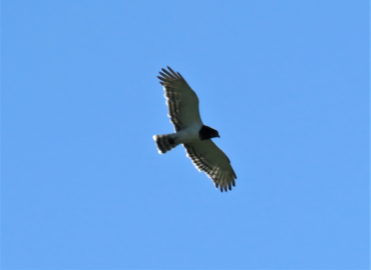 Black-chested Snake-Eagle - ML150771981