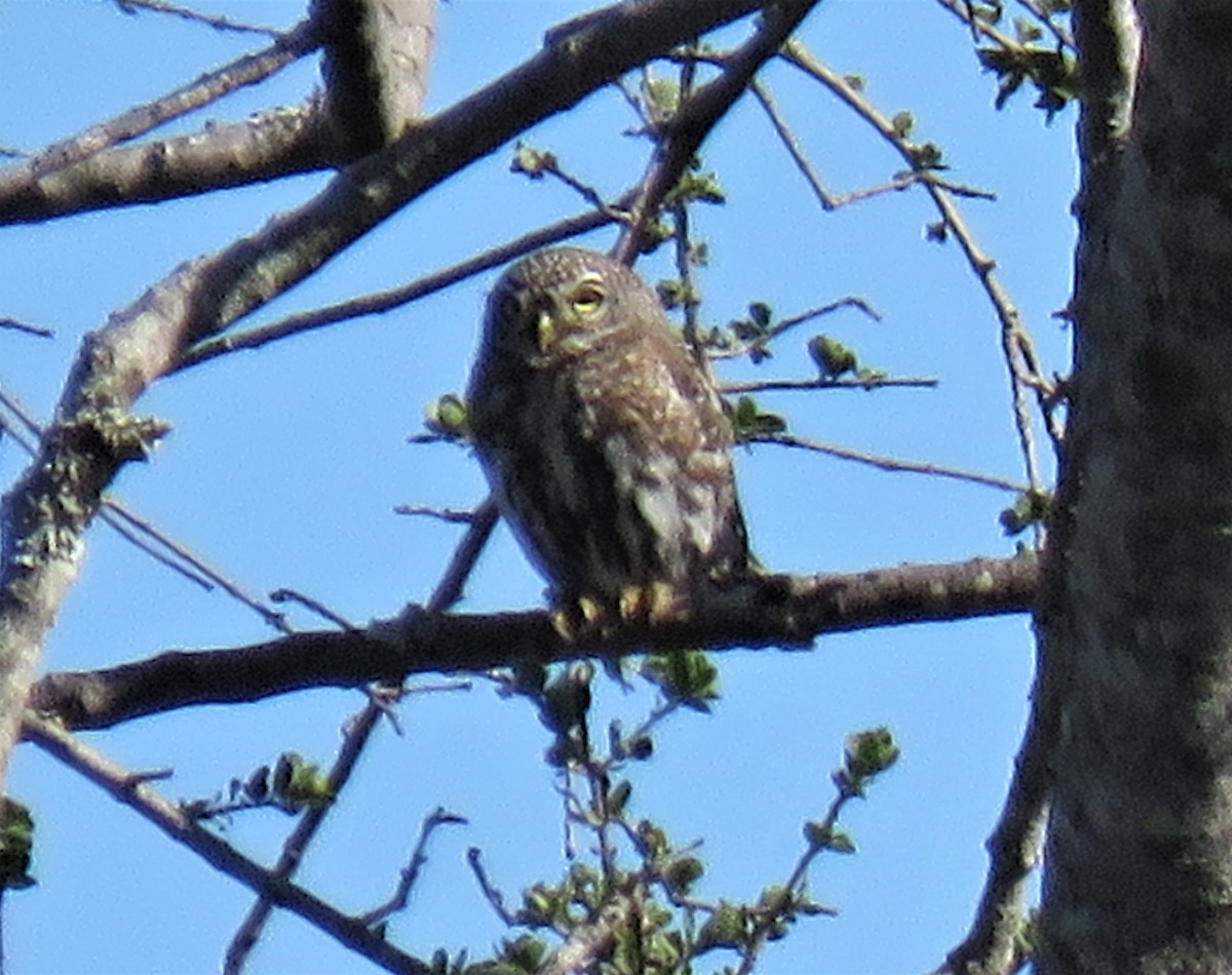 Pearl-spotted Owlet - ML150772121
