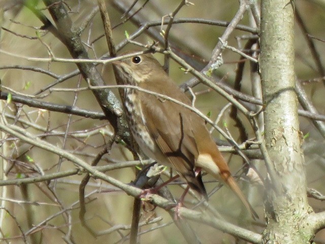 Hermit Thrush - ML150772391