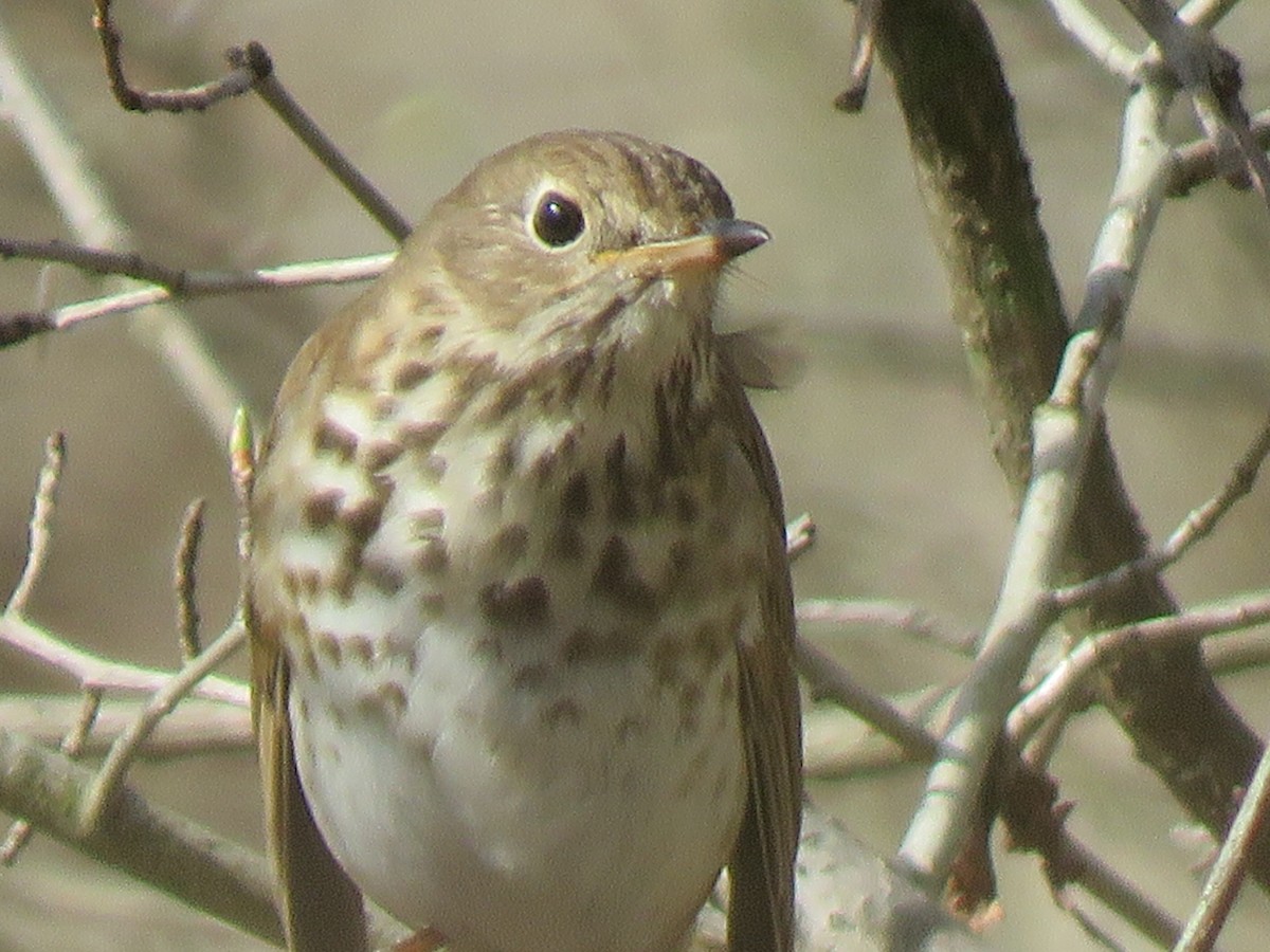 Hermit Thrush - ML150772461