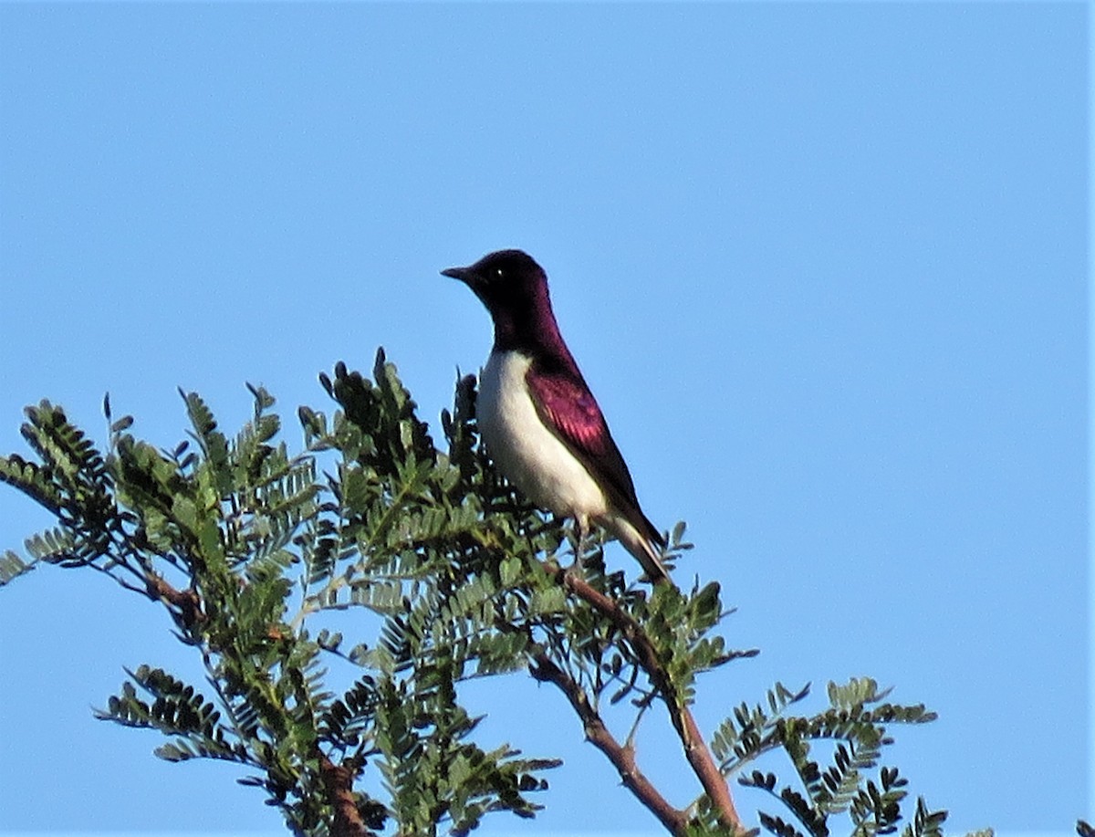 Violet-backed Starling - ML150772741