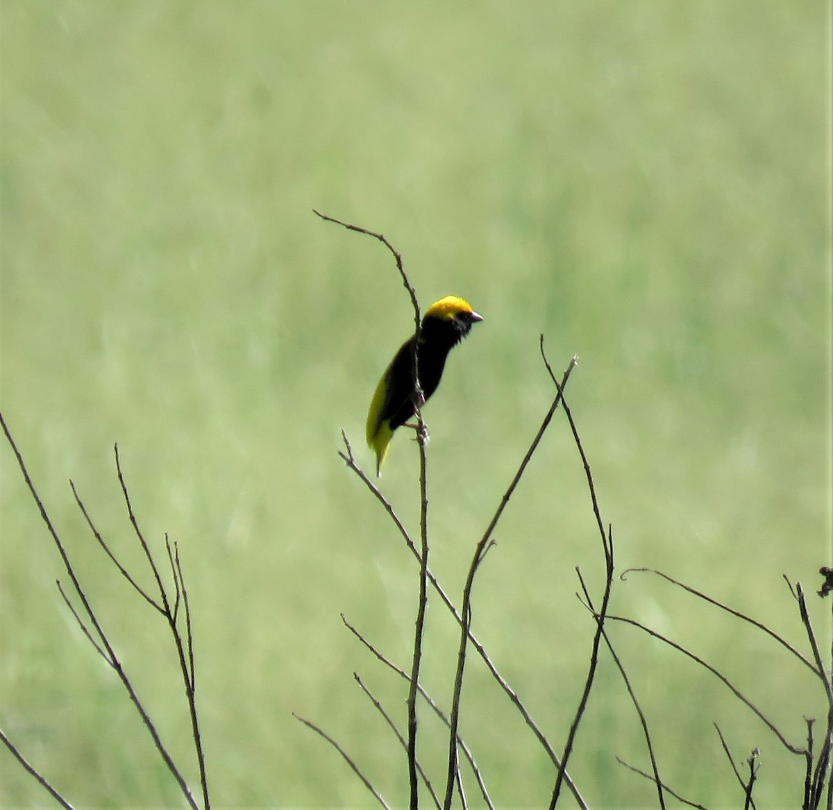 Yellow-crowned Bishop - ML150773191