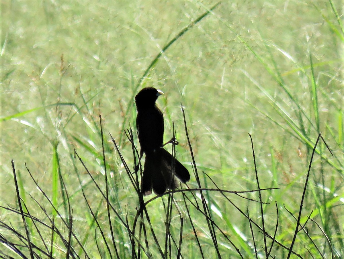 White-winged Widowbird - ML150773281