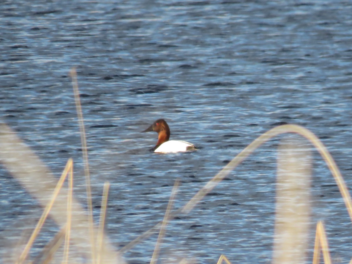 Canvasback - Curtis Mahon