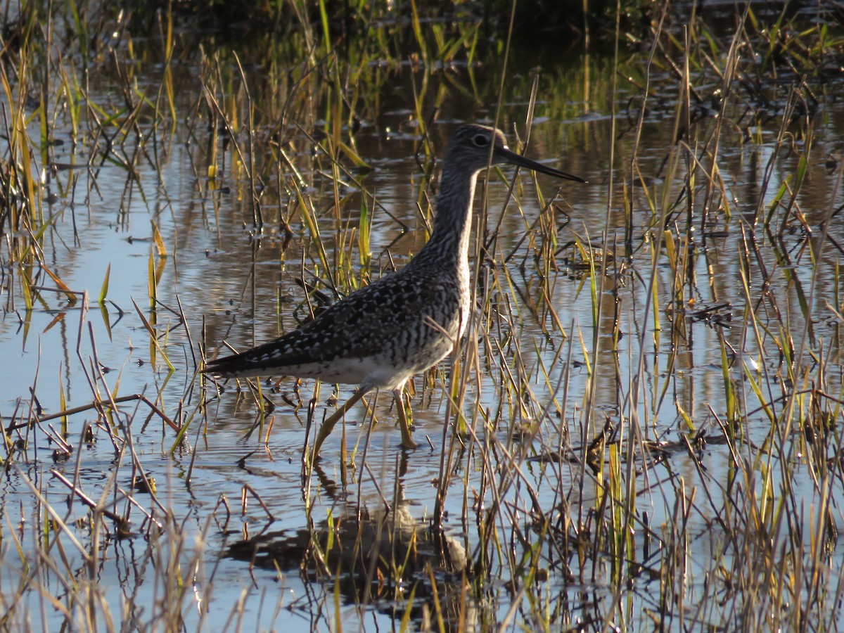 Greater Yellowlegs - ML150773881