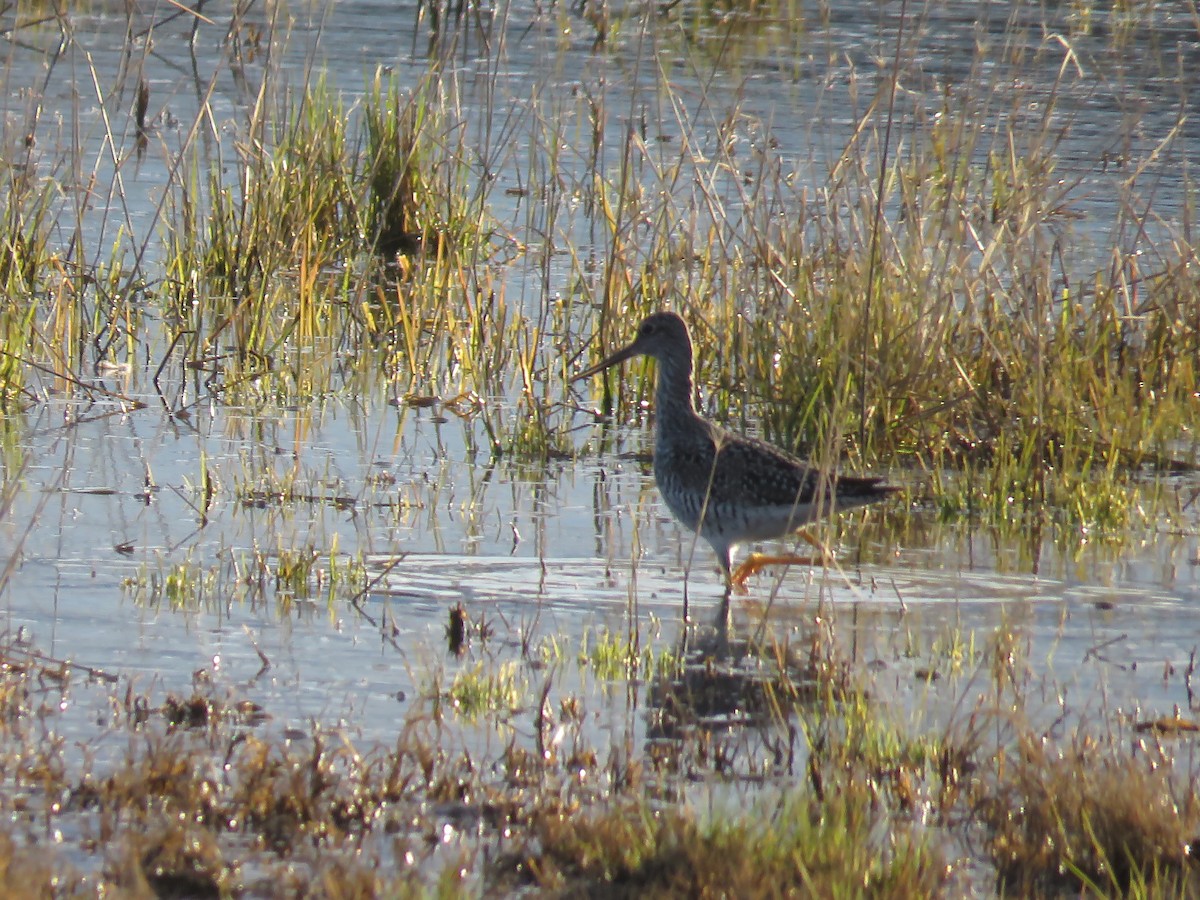 Greater Yellowlegs - Curtis Mahon