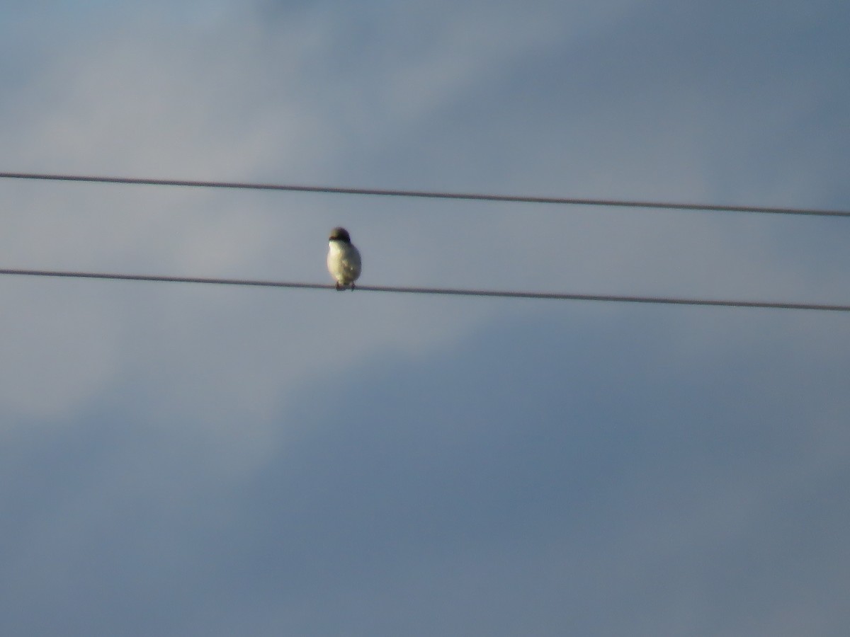 Loggerhead Shrike - Curtis Mahon