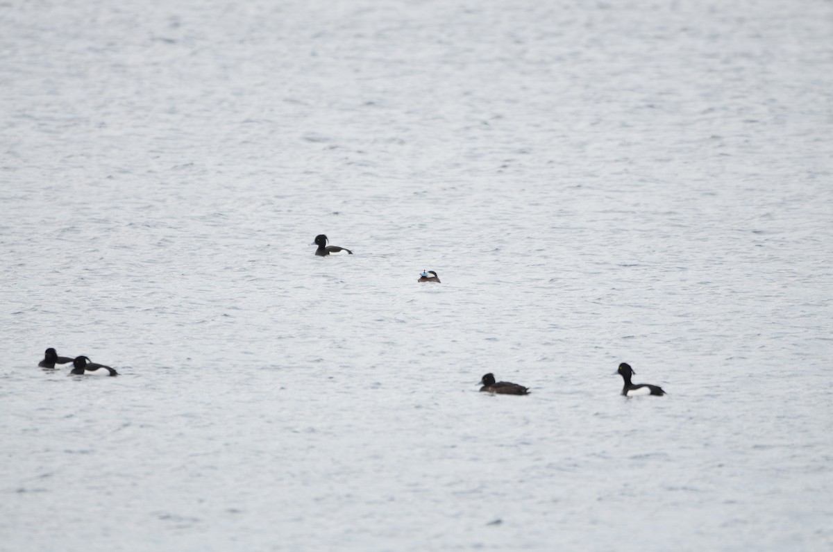 Ruddy Duck - Felix Mittermayer