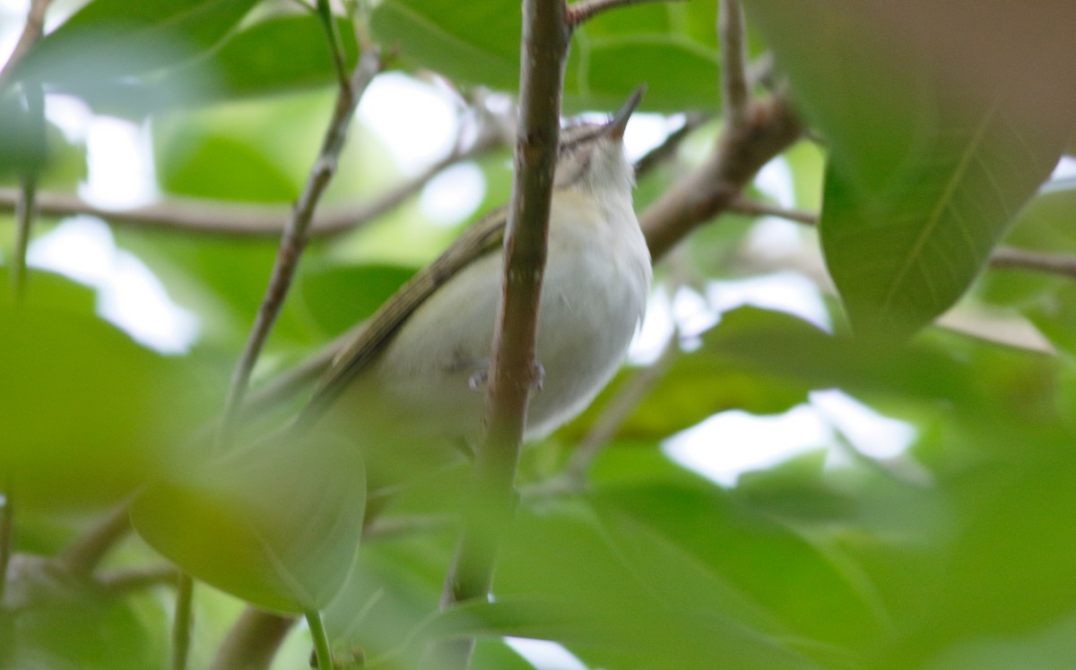 Black-whiskered Vireo - ML150776651