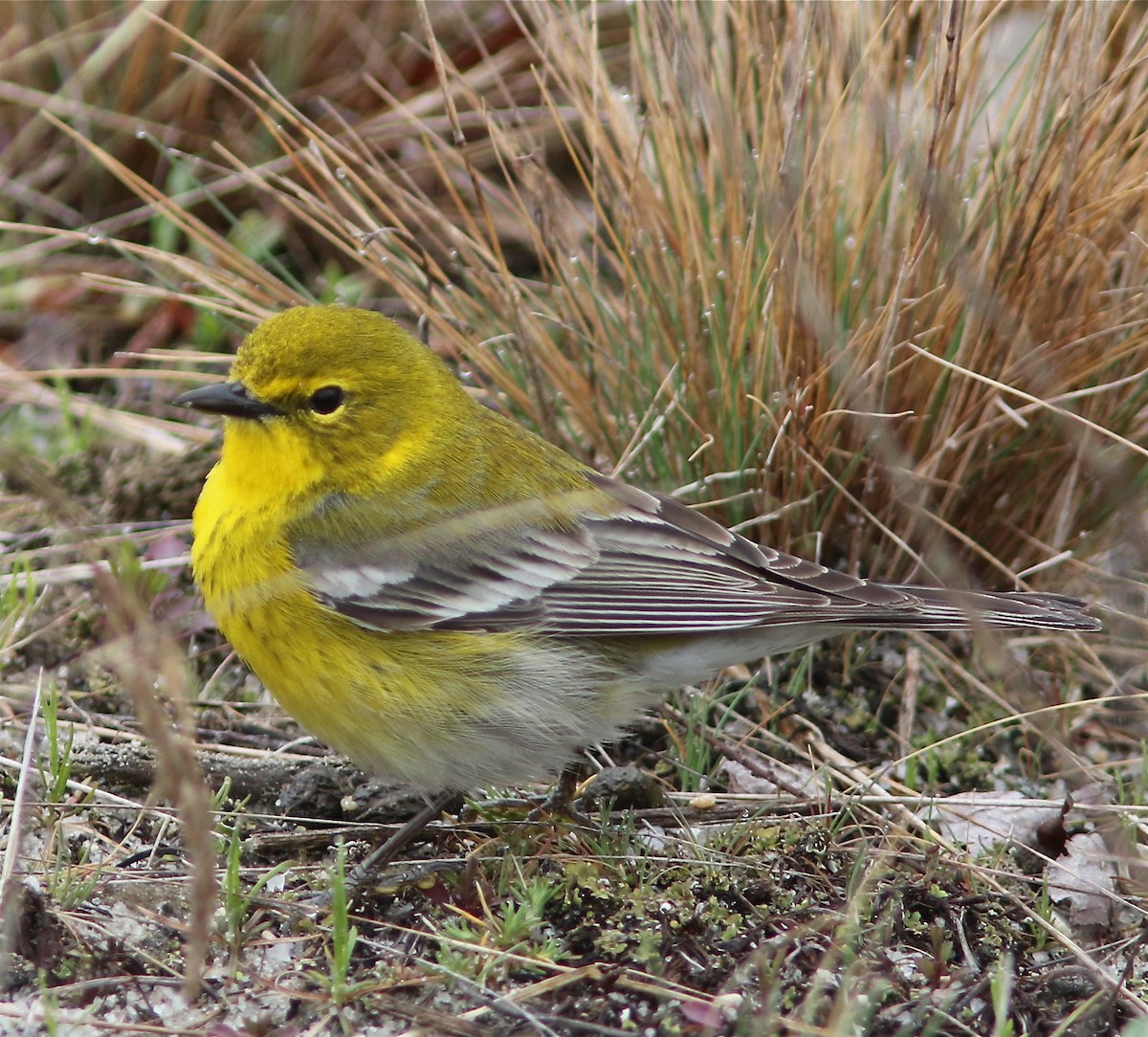 Pine Warbler - Ken Feustel