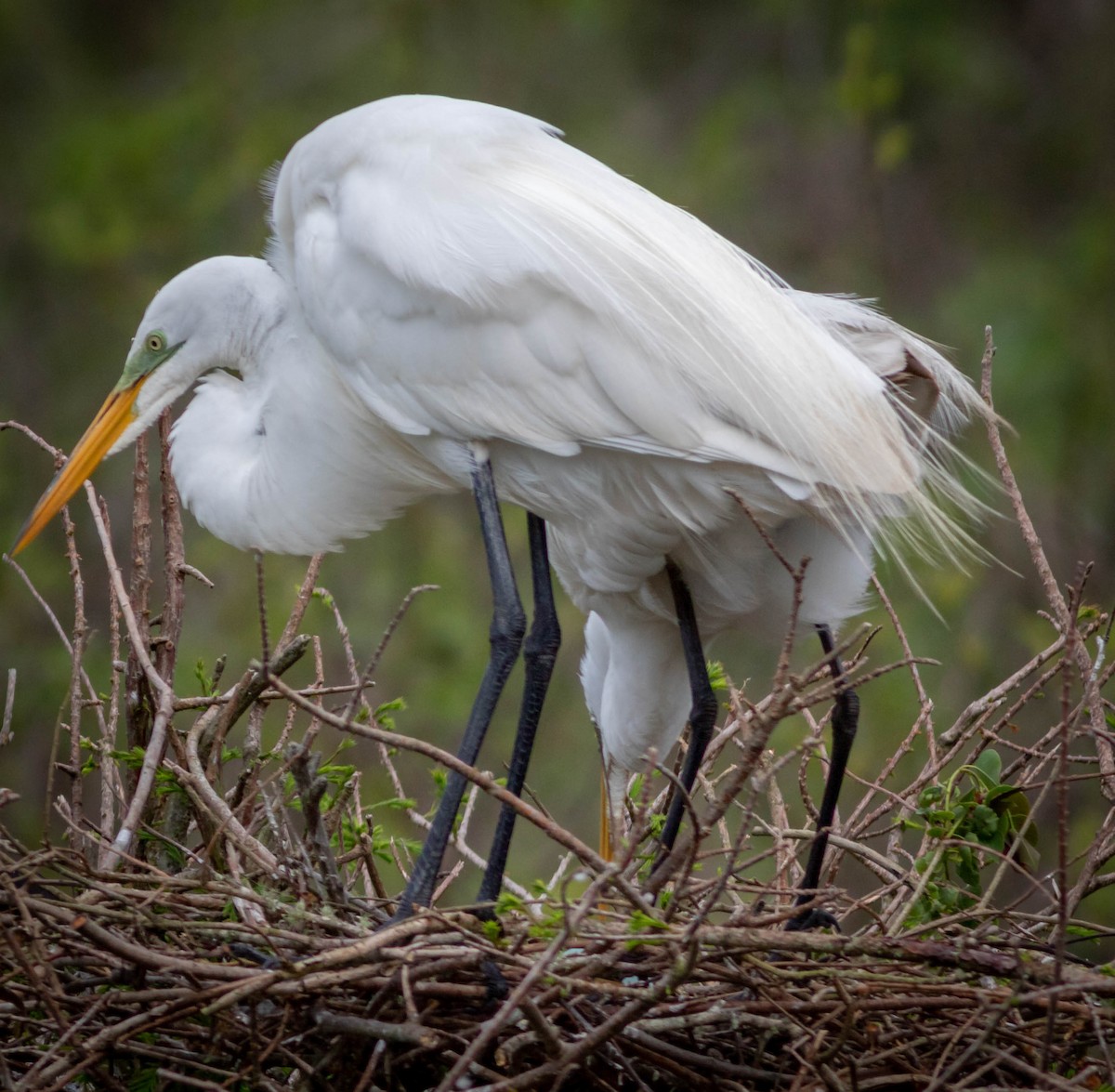 Great Egret - ML150777821