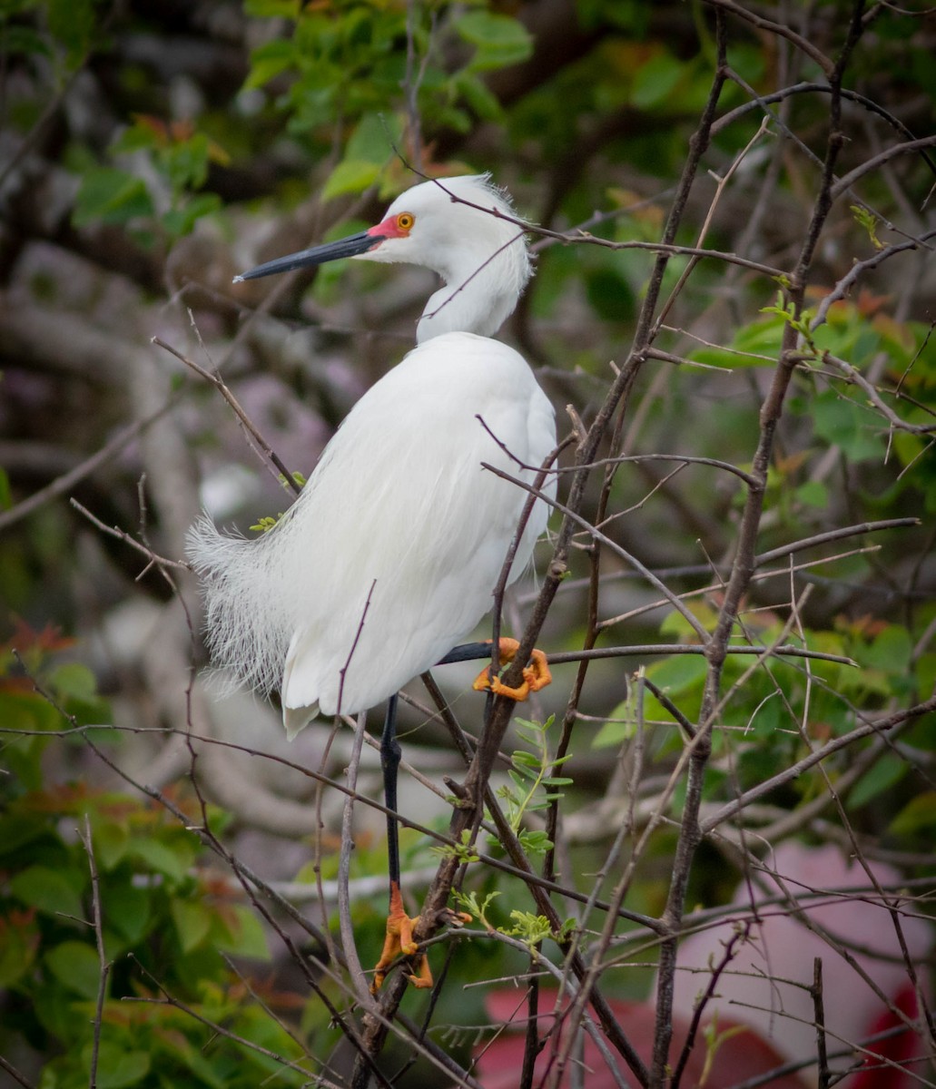 Snowy Egret - Kirk Gardner