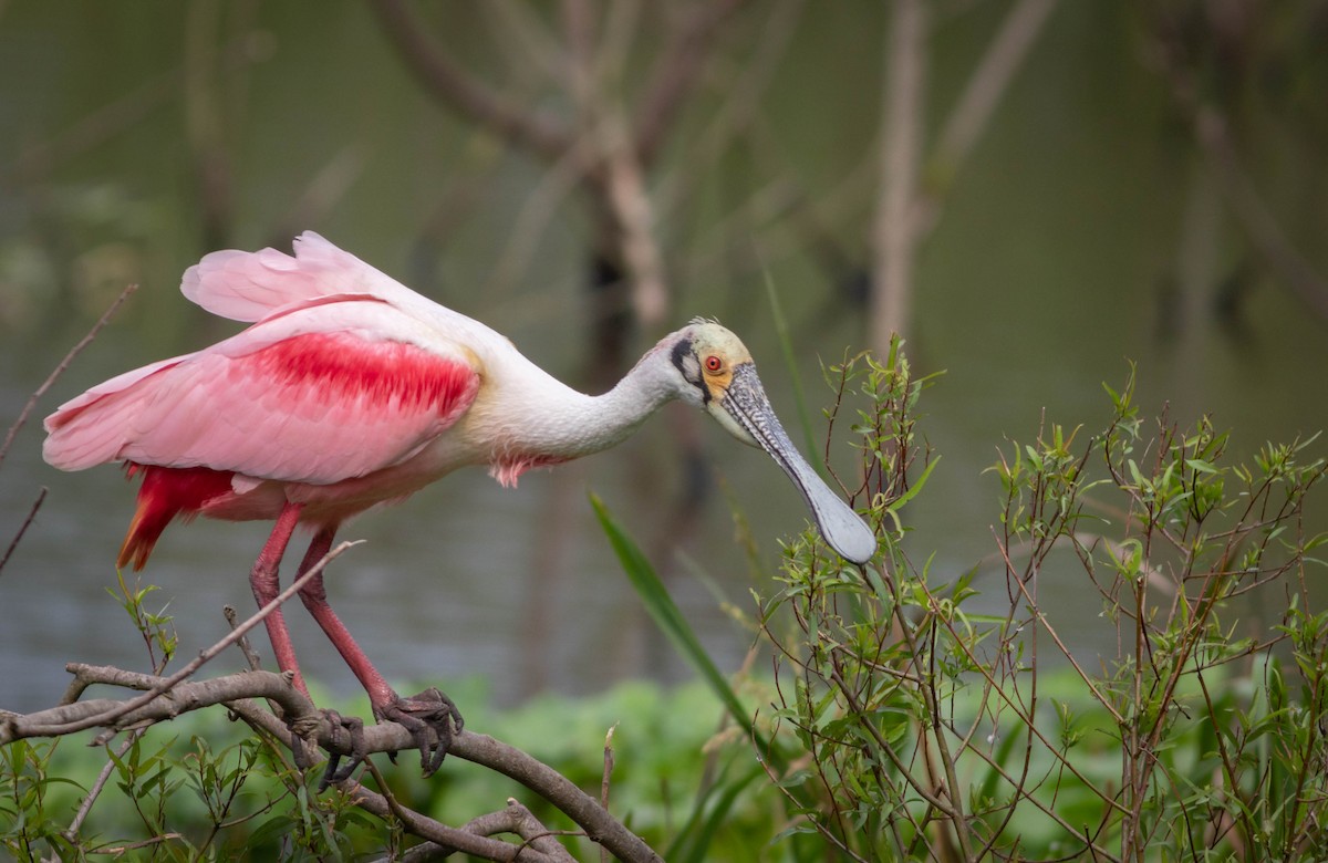 Roseate Spoonbill - Kirk Gardner