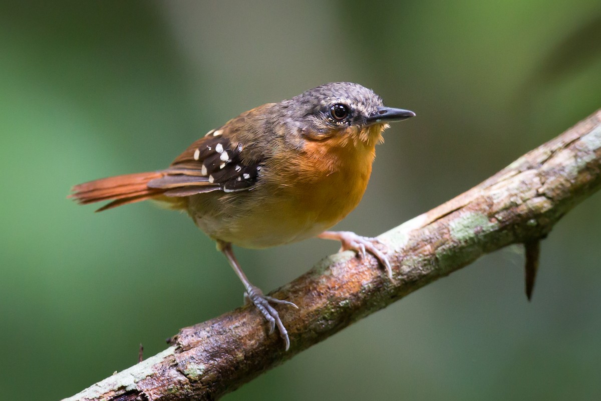 Chestnut-tailed Antbird - ML150779231