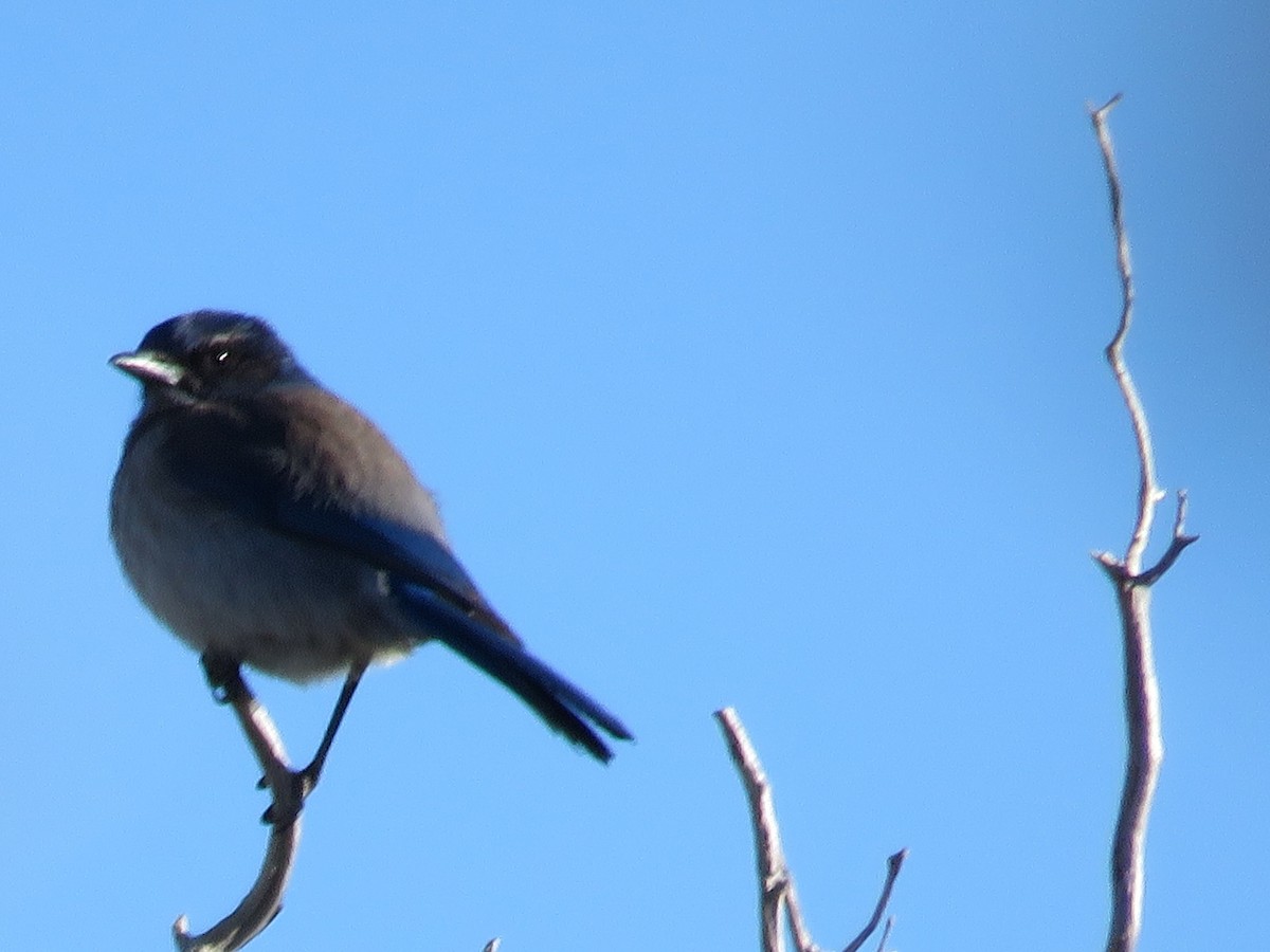 Woodhouse's Scrub-Jay - ML150780691