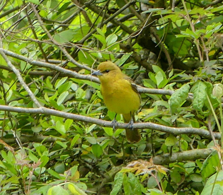 Orchard Oriole - Tira Overstreet