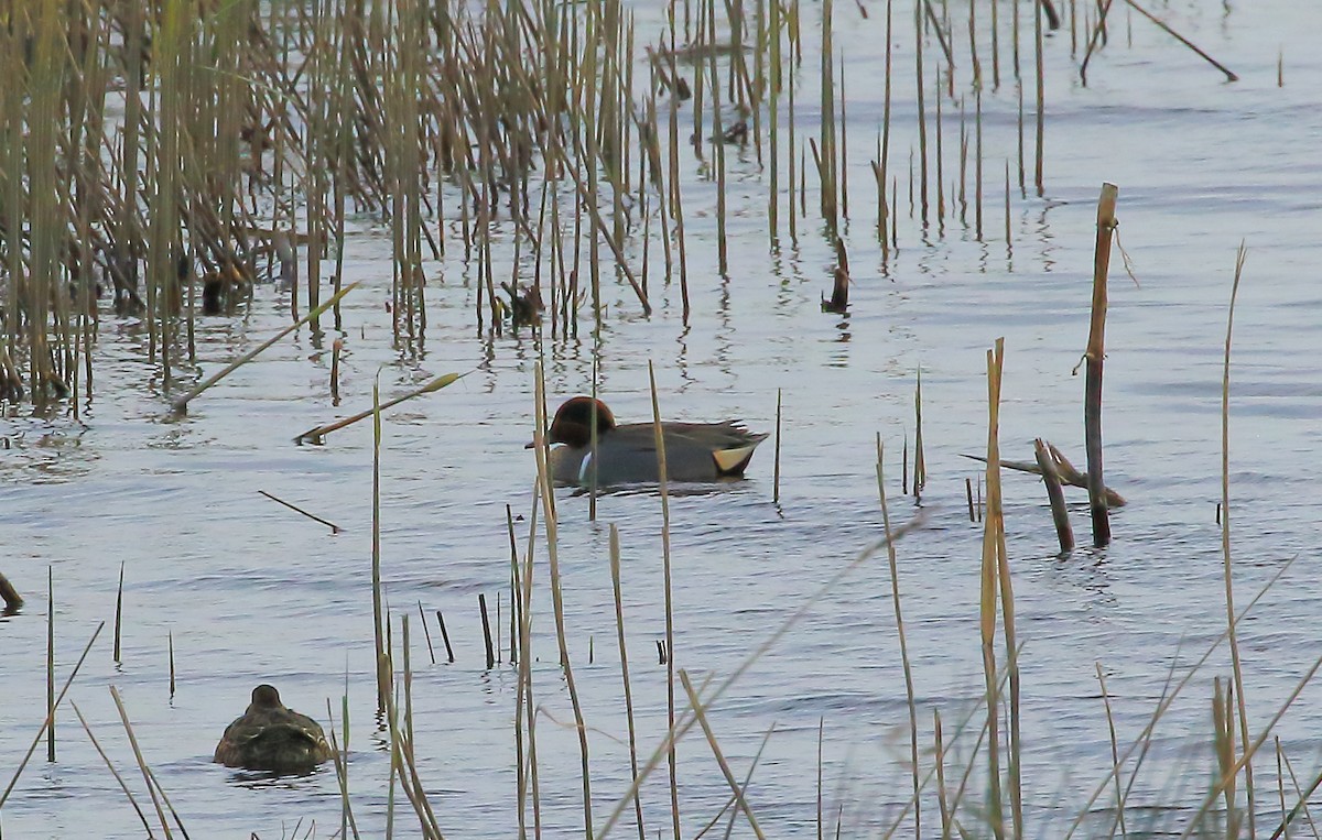 Green-winged Teal (American) - Paul (Mac) Smith   🦅