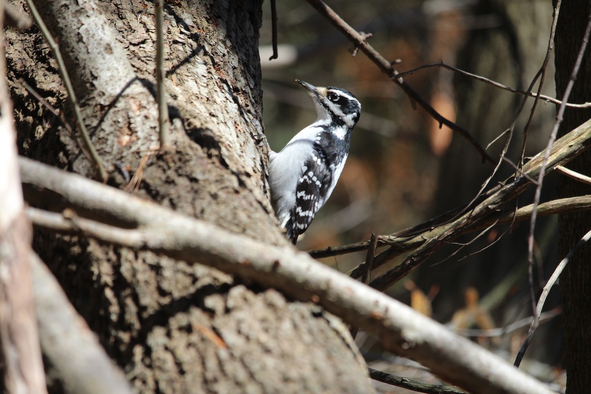 Hairy Woodpecker (Eastern) - ML150784811