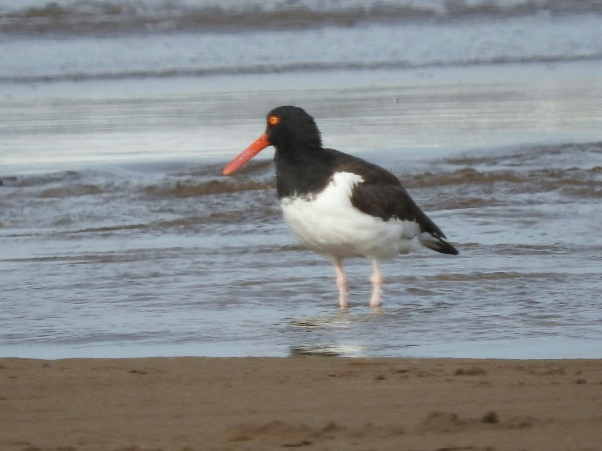 American Oystercatcher - ML150786131