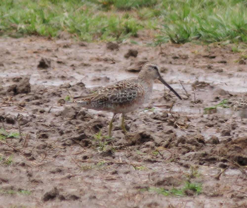 Long-billed Dowitcher - ML150786361