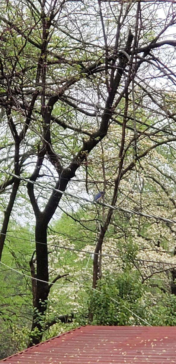 Eastern Bluebird - ML150786411