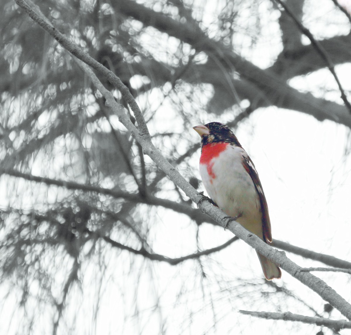 Rose-breasted Grosbeak - Neal Morris