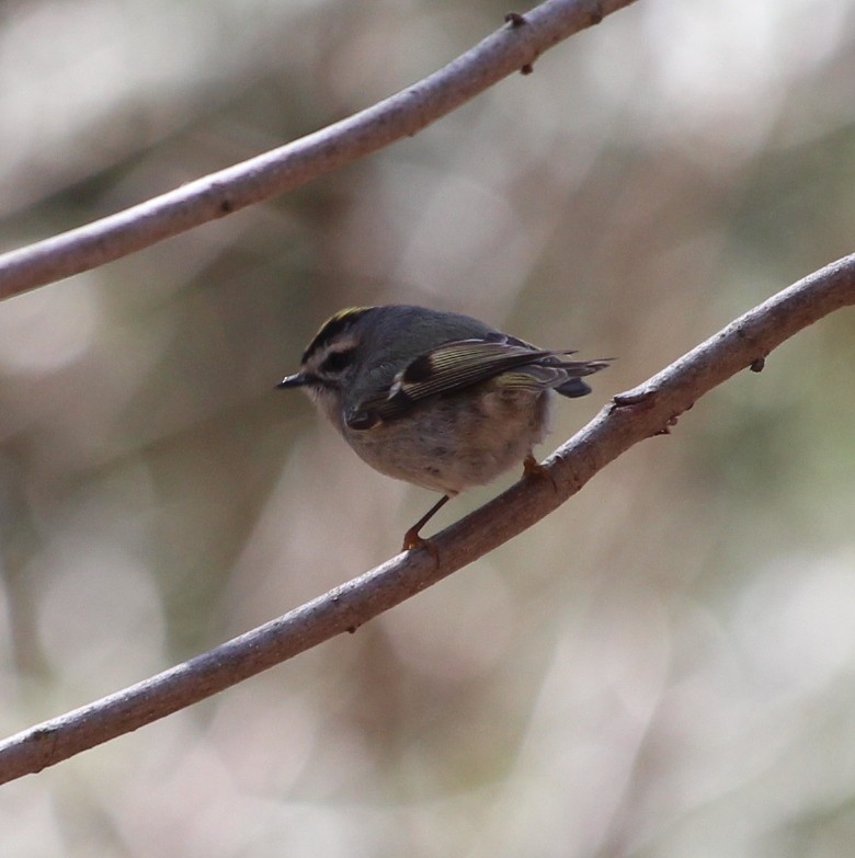 Golden-crowned Kinglet - ML150787381