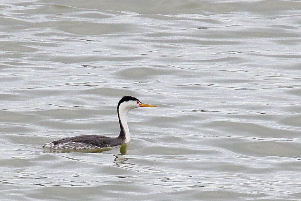 Clark's Grebe - ML150787751