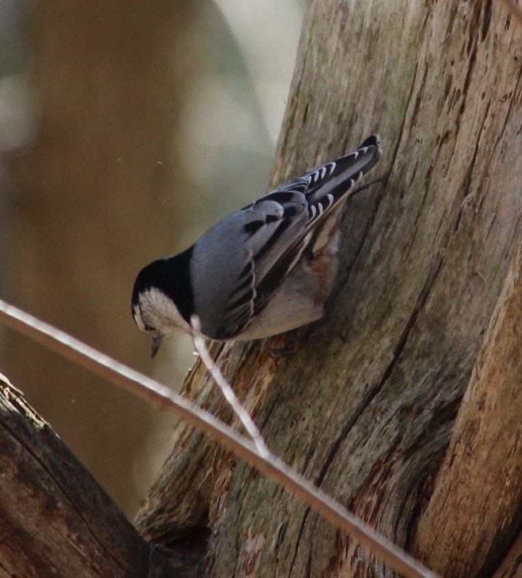 White-breasted Nuthatch (Eastern) - ML150788361