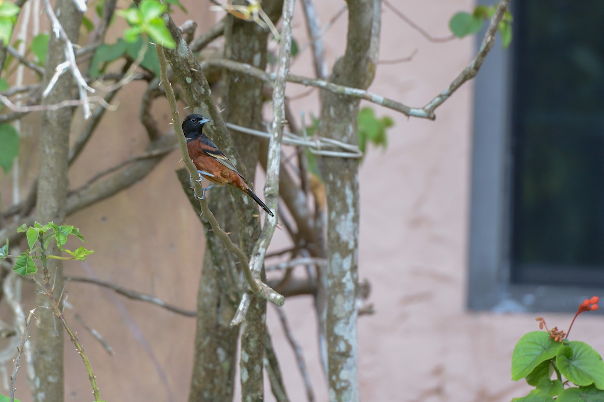 Orchard Oriole - ML150788961