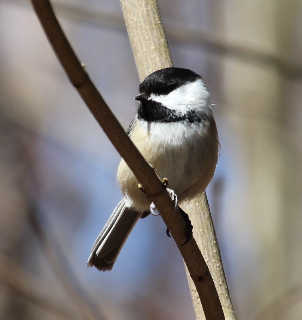 Black-capped Chickadee - ML150789301